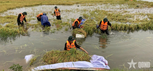 Gần 400 cán bộ, chiến sĩ ngâm mình dưới nước giúp dân thu hoạch lúa giữa mưa bão. (Ảnh: QDND)