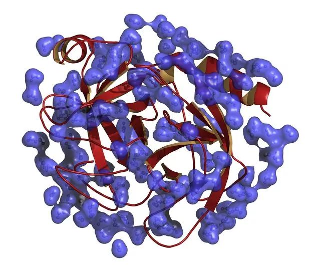 Enzyme Là Gì? Tác Dụng Của Enzyme Đối Với Sức Khỏe Con Người
