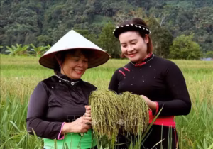 Giữ hương cốm, gìn giữ nếp xưa người Tày